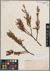 Foto von Salix eleagnos Scop.